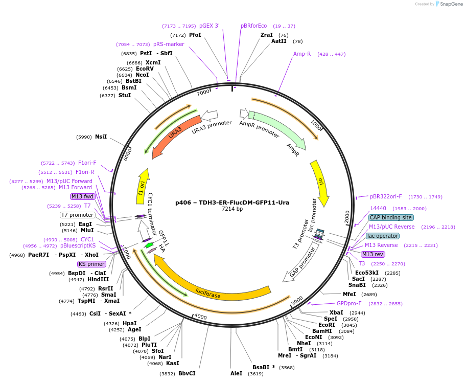 177731-plasmid-map-sequence-id-352614