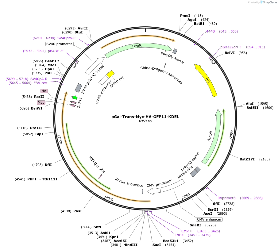 177724-plasmid-map-sequence-id-352616