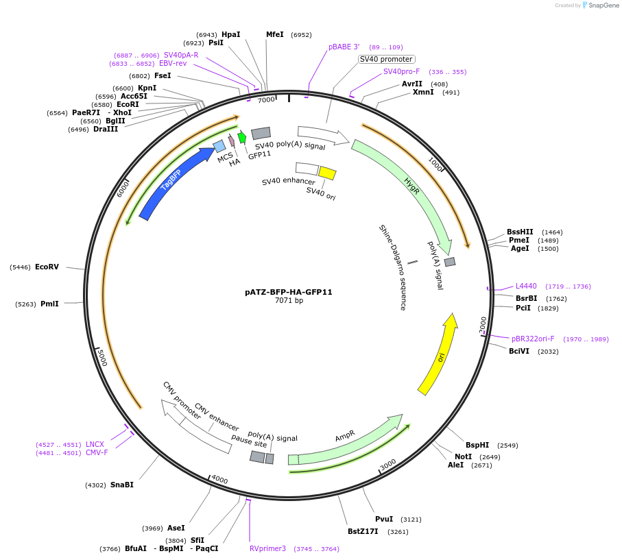 177721-plasmid-map-sequence-id-352621