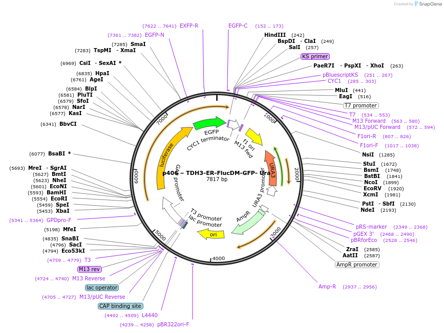 177732-plasmid-map-sequence-id-352622