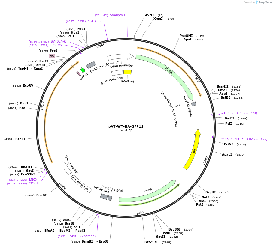 177719-plasmid-map-sequence-id-352636