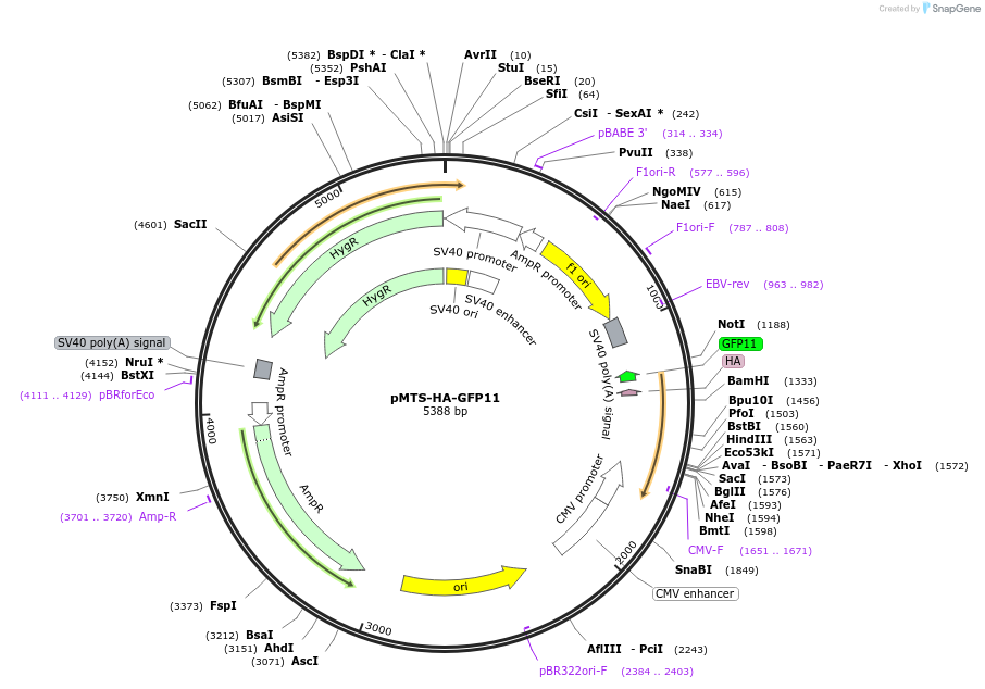 177725-plasmid-map-sequence-id-352637