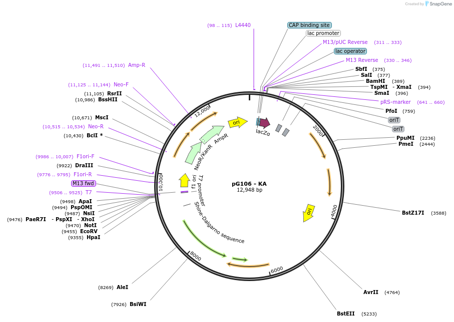 178041-plasmid-map-sequence-id-352638