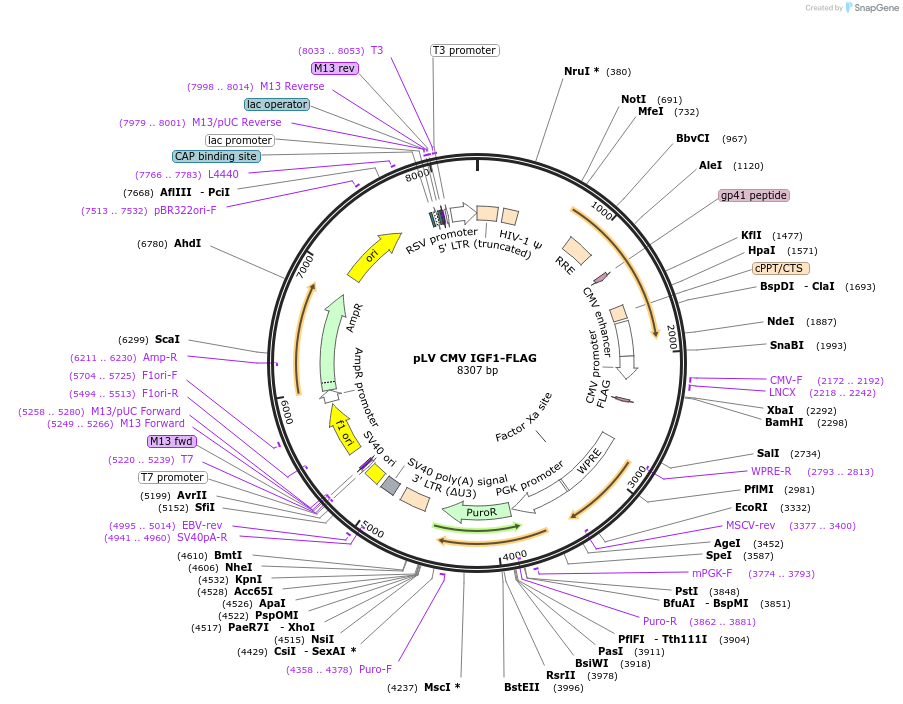 175170-plasmid-map-sequence-id-352639