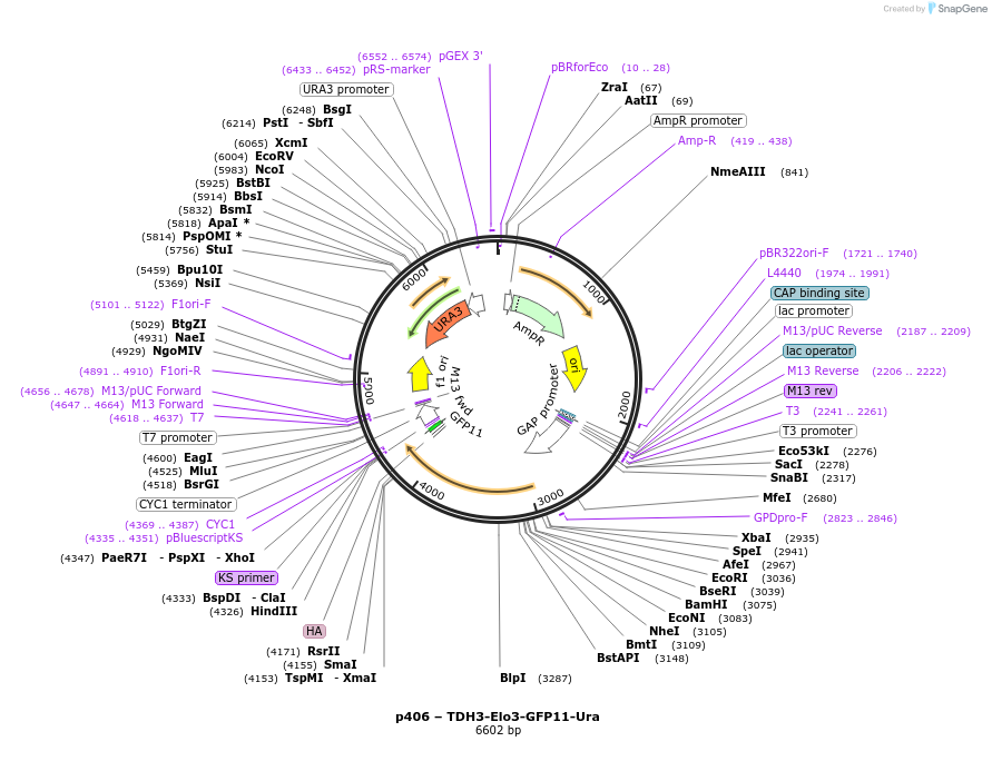 177734-plasmid-map-sequence-id-352640