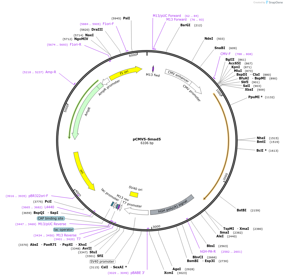 11744-plasmid-map-sequence-id-352644