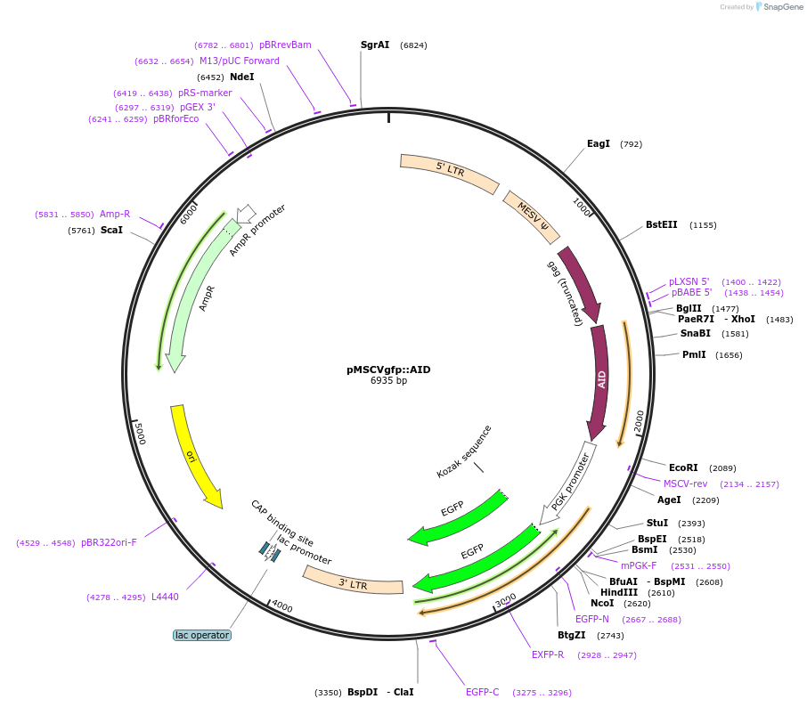 15925-plasmid-map-sequence-id-352645