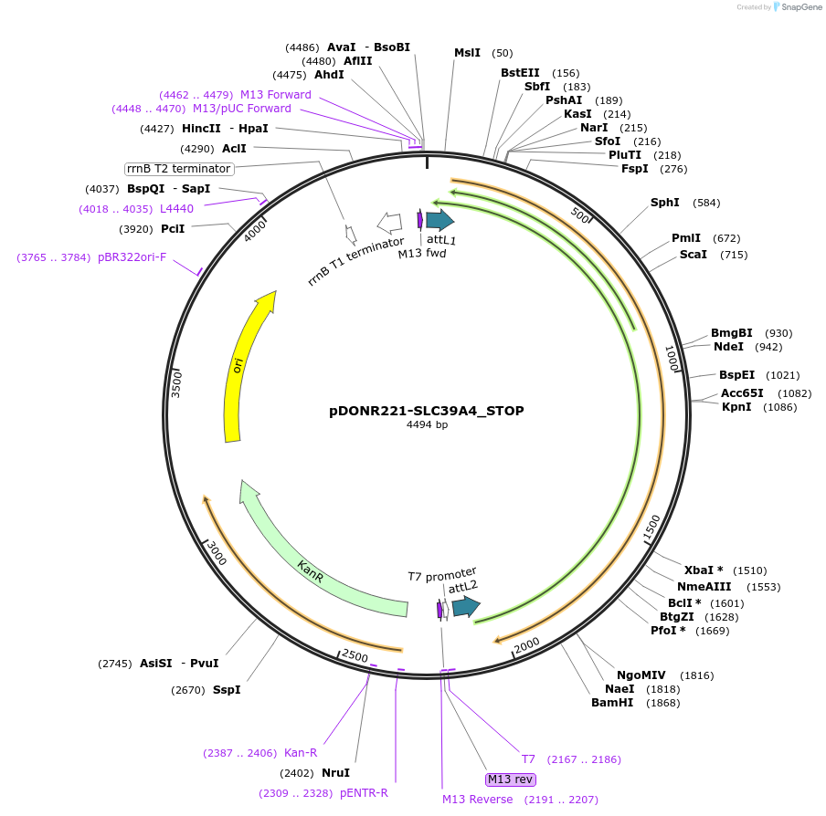 161235-plasmid-map-sequence-id-352646