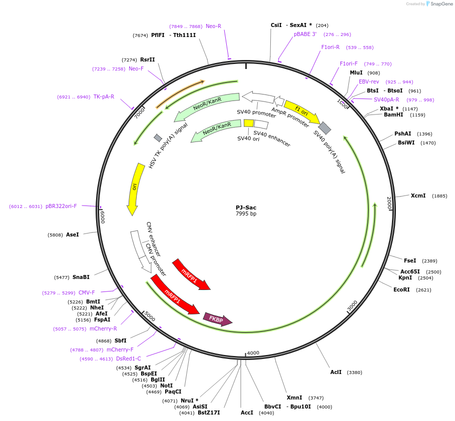 38000-plasmid-map-sequence-id-352654