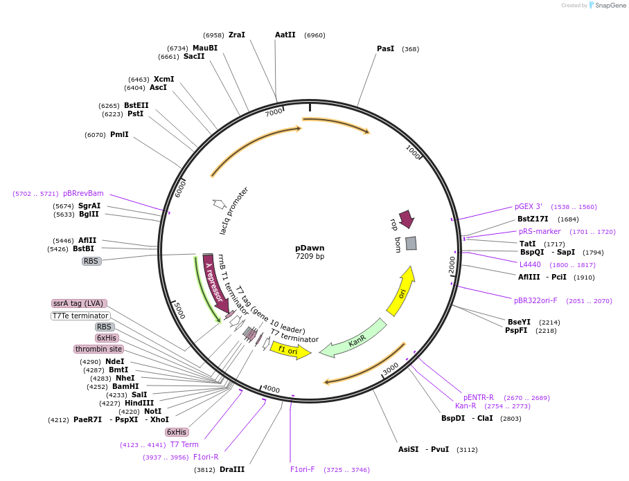 43796-plasmid-map-sequence-id-352655