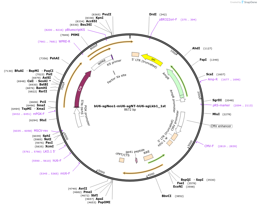 177227-plasmid-map-sequence-id-352658