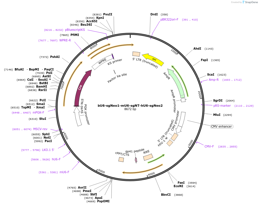 177231-plasmid-map-sequence-id-352660