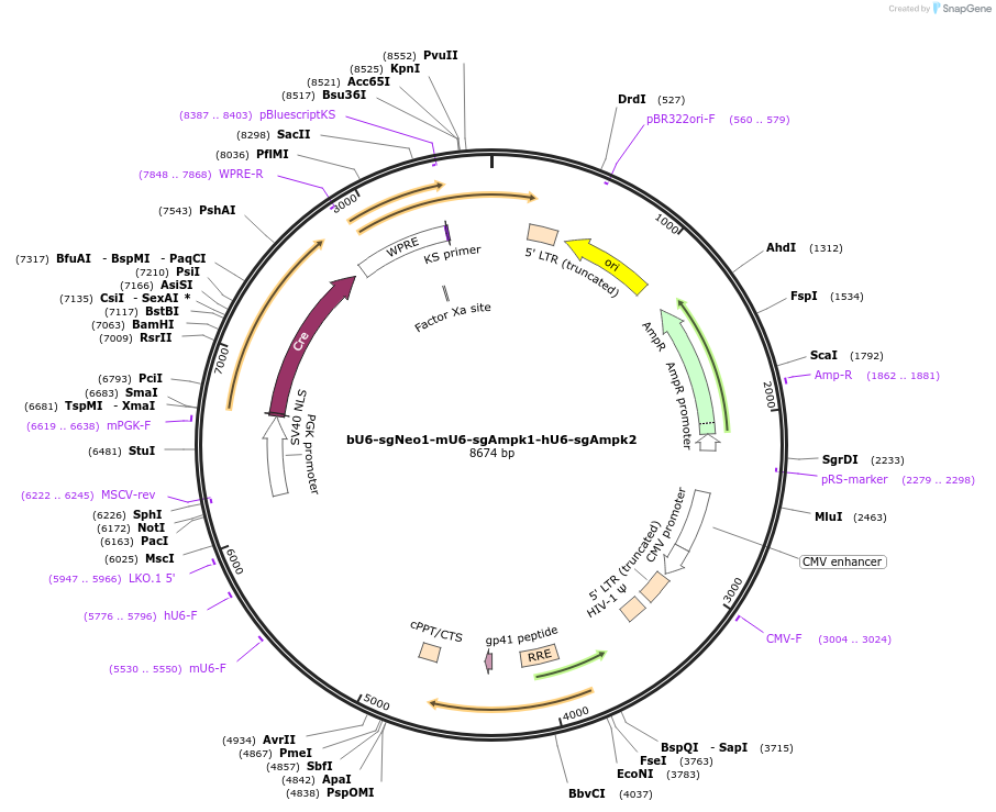 177233-plasmid-map-sequence-id-352662