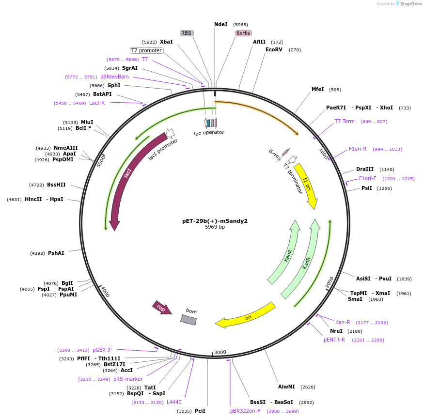 177760-plasmid-map-sequence-id-352676