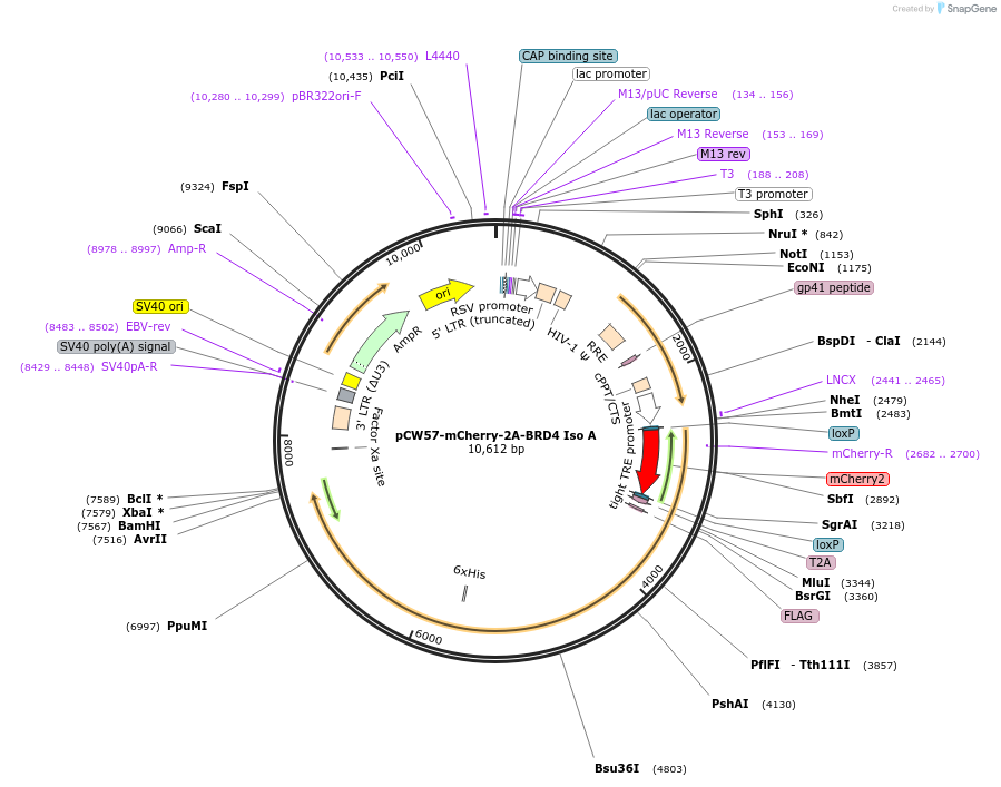 137720-plasmid-map-sequence-id-352677