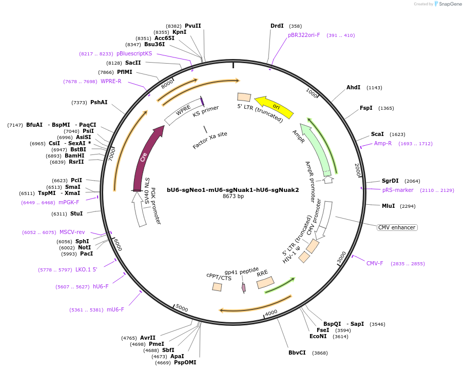 177234-plasmid-map-sequence-id-352695