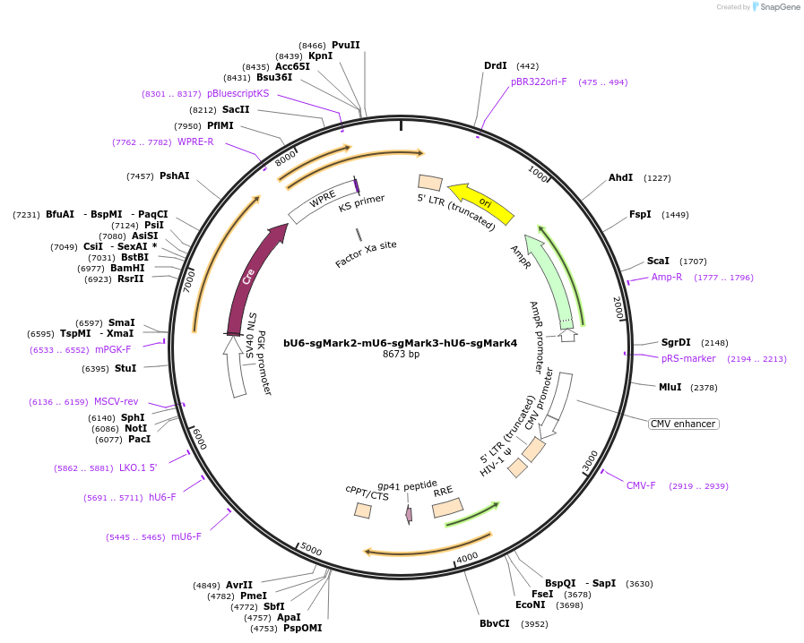 177235-plasmid-map-sequence-id-352696