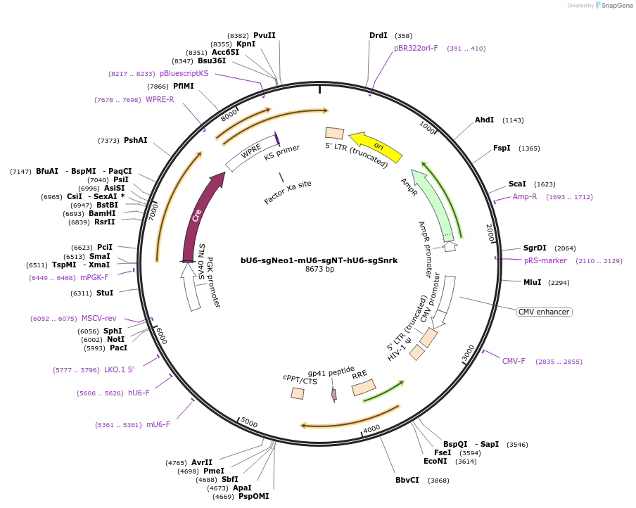 177236-plasmid-map-sequence-id-352699