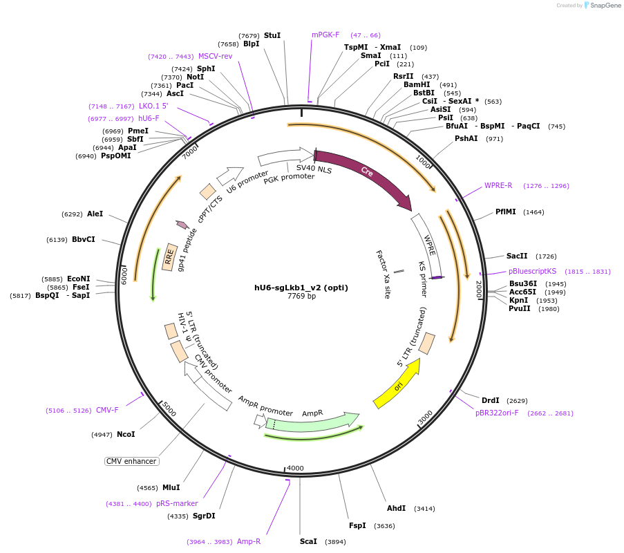 177244-plasmid-map-sequence-id-352705