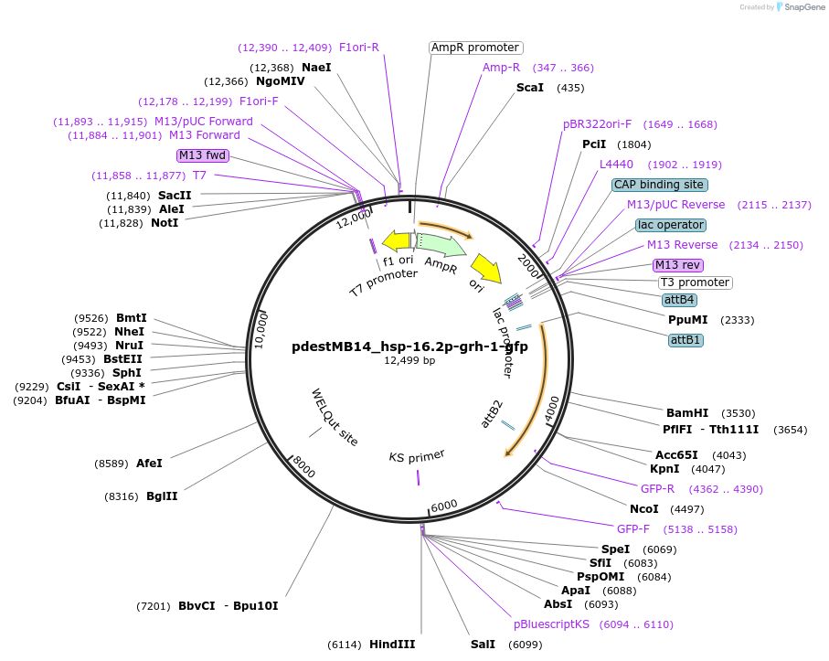 177762-plasmid-map-sequence-id-352710