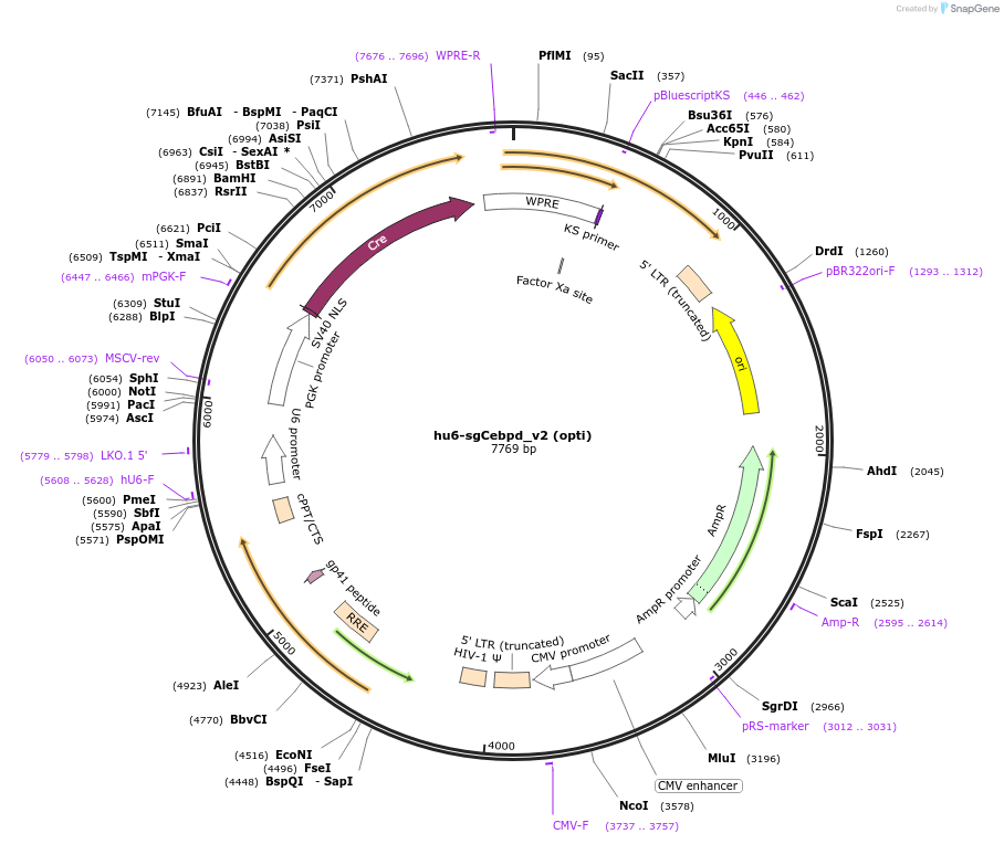 177250-plasmid-map-sequence-id-352717