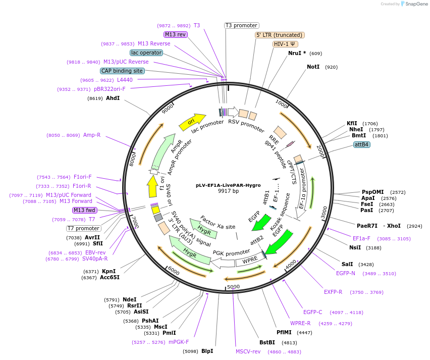 176063-plasmid-map-sequence-id-352731