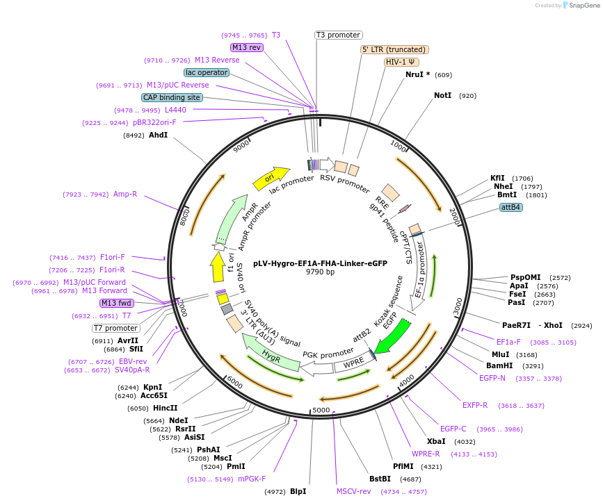 176065-plasmid-map-sequence-id-352735