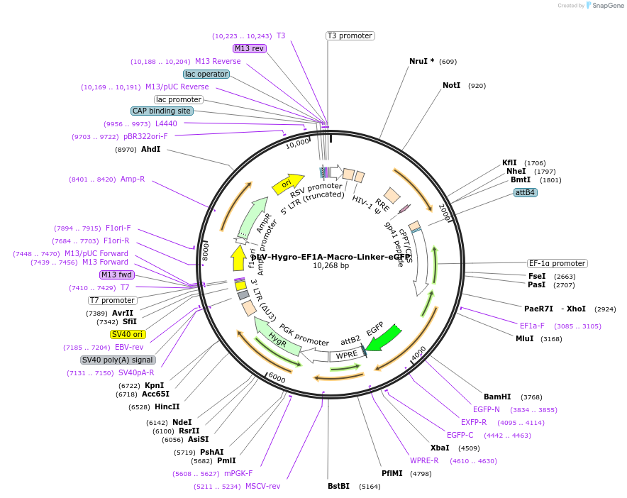 176067-plasmid-map-sequence-id-352739