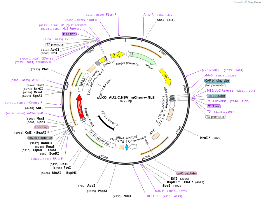 178210-plasmid-map-sequence-id-352753