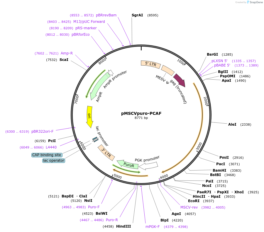 63705-plasmid-map-sequence-id-352754