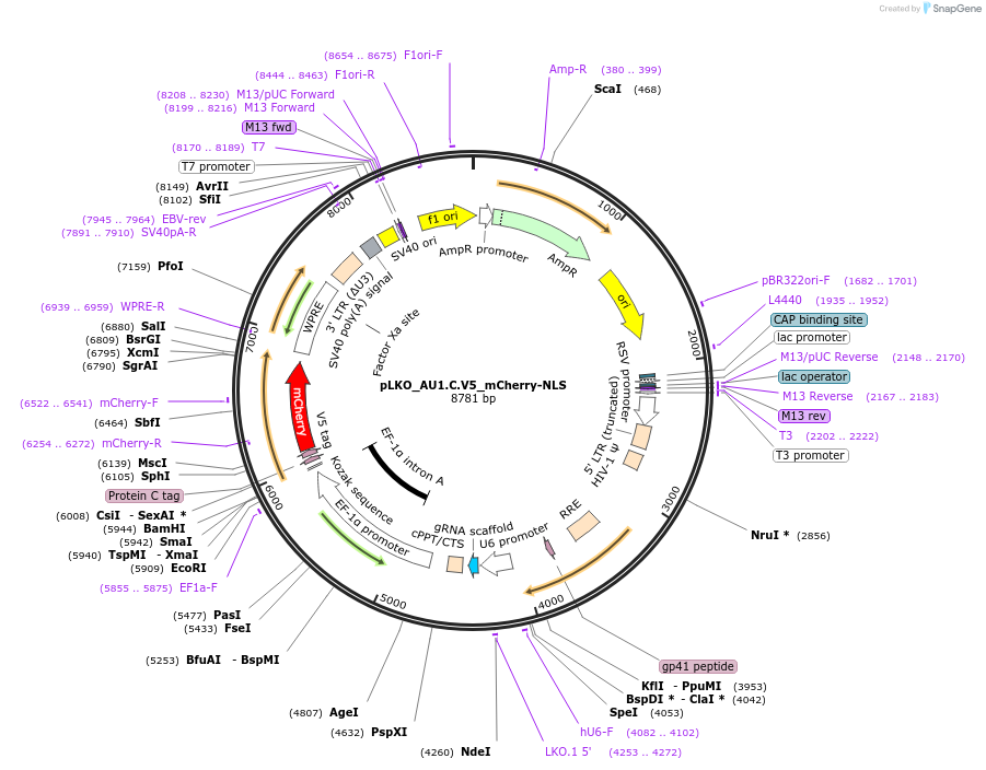178215-plasmid-map-sequence-id-352759