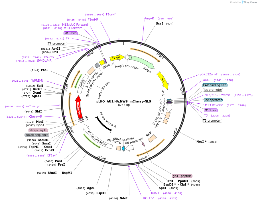 178217-plasmid-map-sequence-id-352761