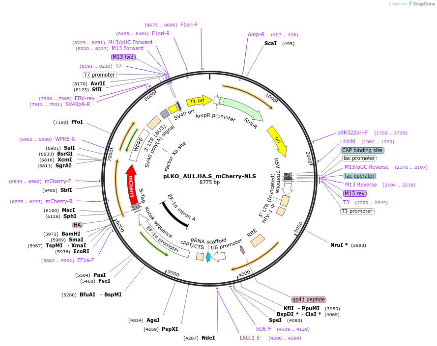 178219-plasmid-map-sequence-id-352763