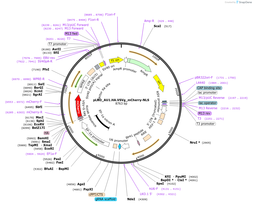178220-plasmid-map-sequence-id-352764