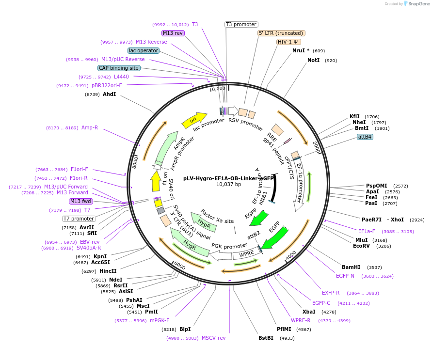 176068-plasmid-map-sequence-id-352766
