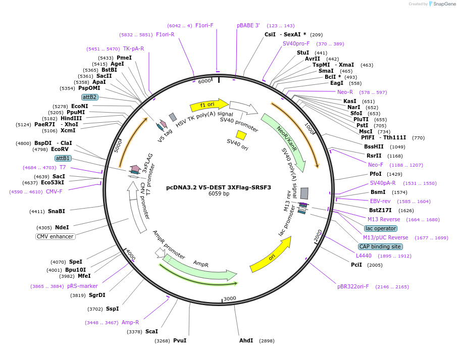 46736-plasmid-map-sequence-id-352767