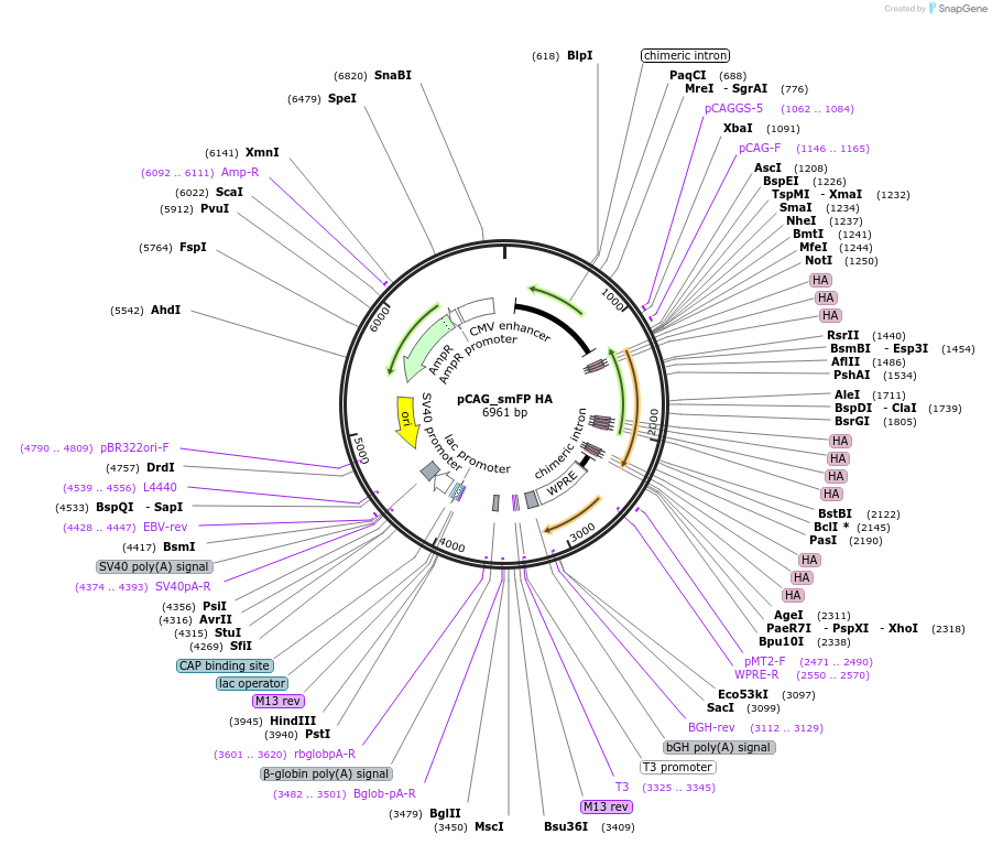 59759-plasmid-map-sequence-id-352769