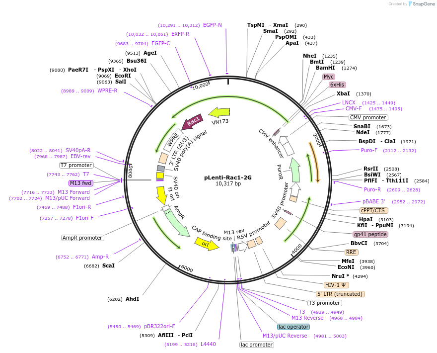 66111-plasmid-map-sequence-id-352770