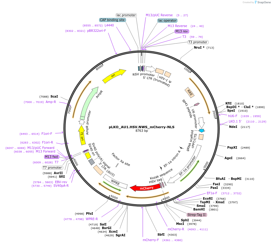 178222-plasmid-map-sequence-id-352771