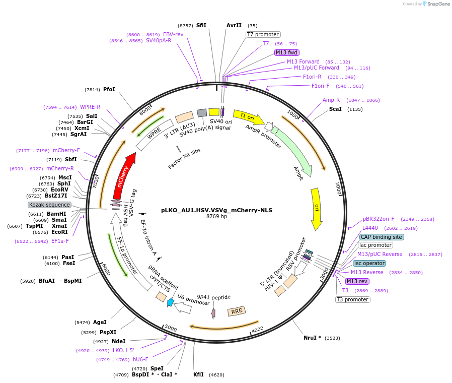 178225-plasmid-map-sequence-id-352775