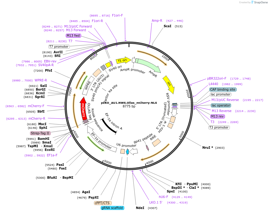 178227-plasmid-map-sequence-id-352777