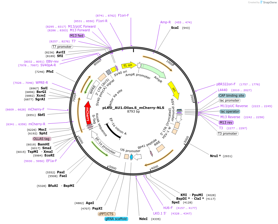 178231-plasmid-map-sequence-id-352782