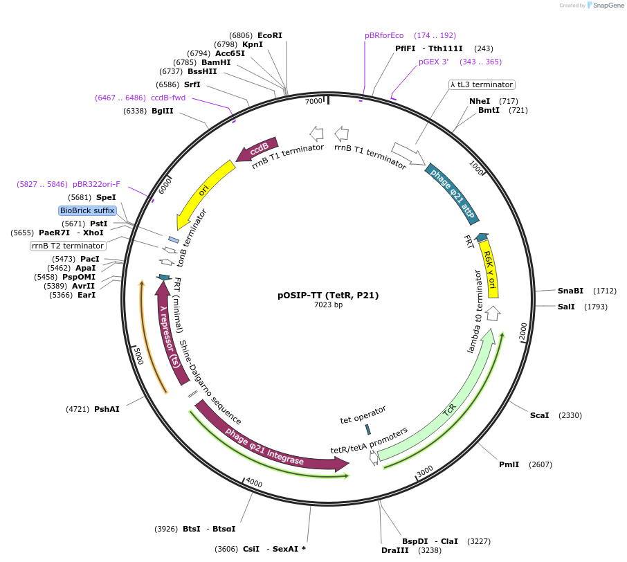 45989-plasmid-map-sequence-id-352785