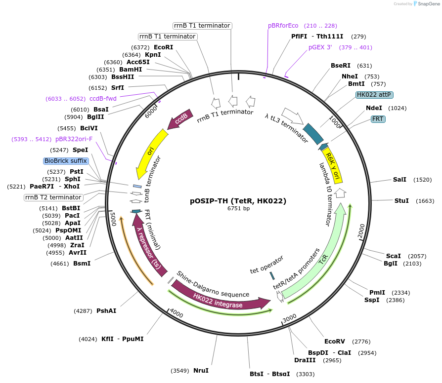 45988-plasmid-map-sequence-id-352787
