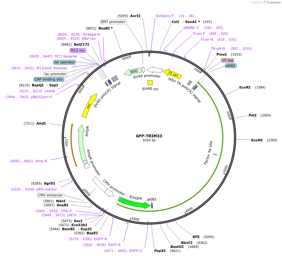 65398-plasmid-map-sequence-id-352790