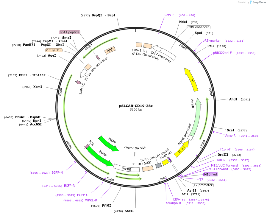 135991-plasmid-map-sequence-id-352792