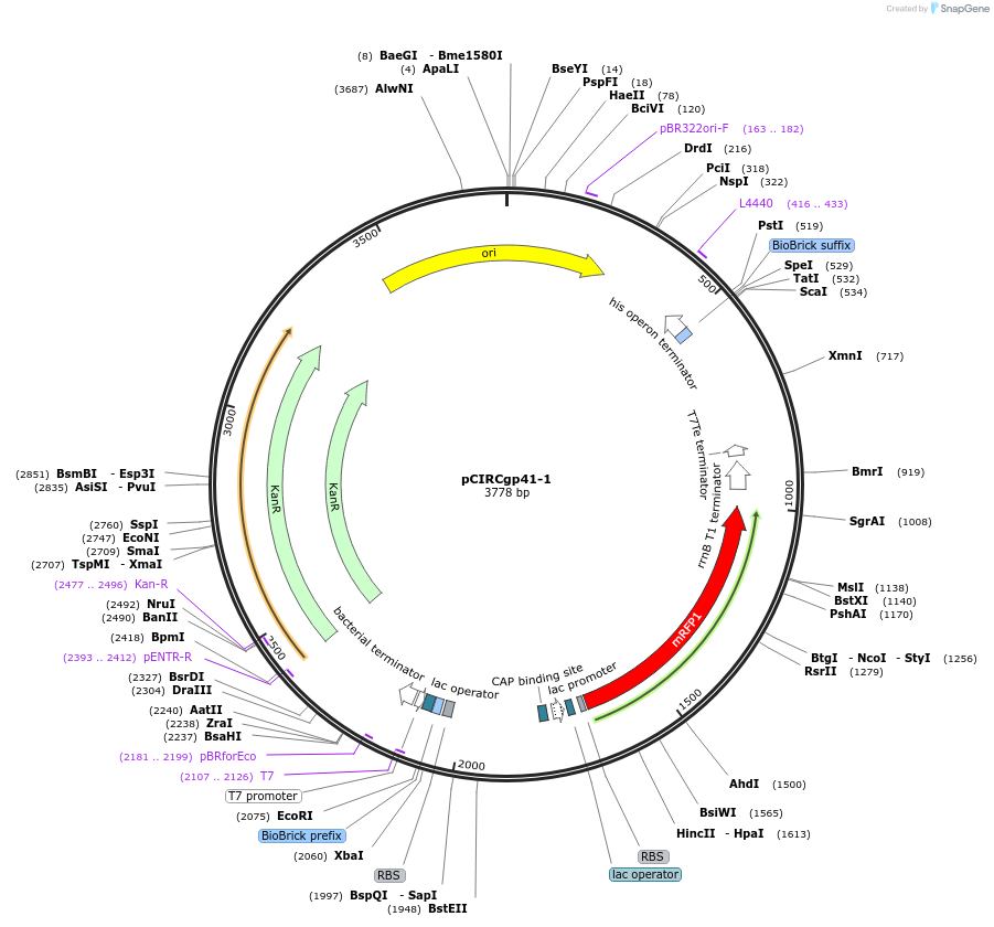 74227-plasmid-map-sequence-id-352794