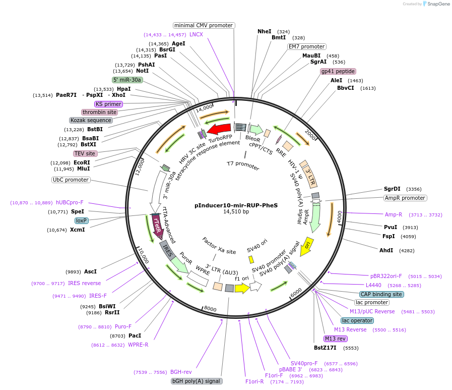 44011-plasmid-map-sequence-id-352795