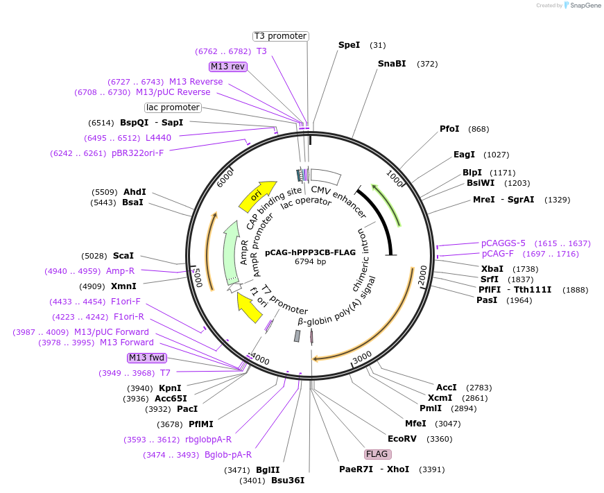 179135-plasmid-map-sequence-id-352807