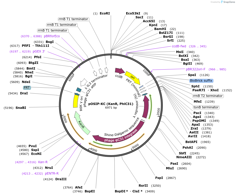 45982-plasmid-map-sequence-id-352814